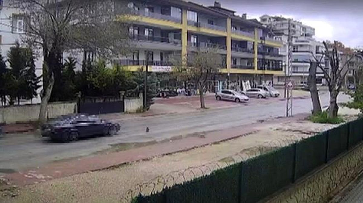 Otomobilin çarpmasıyla ölen kedinin yavrusu başından ayrılmadı