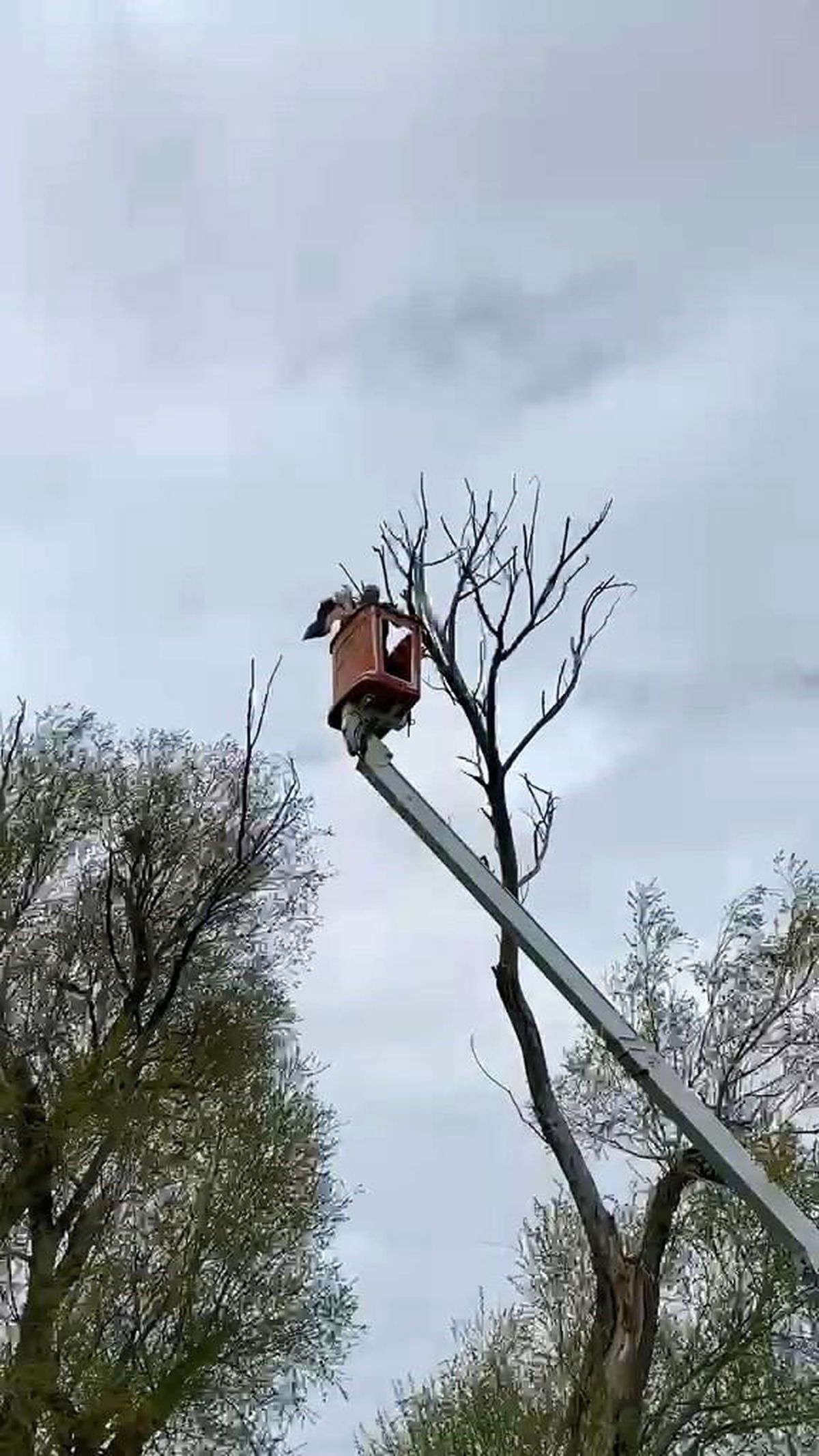Ağaçta asılı kalan leylek kurtarıldı