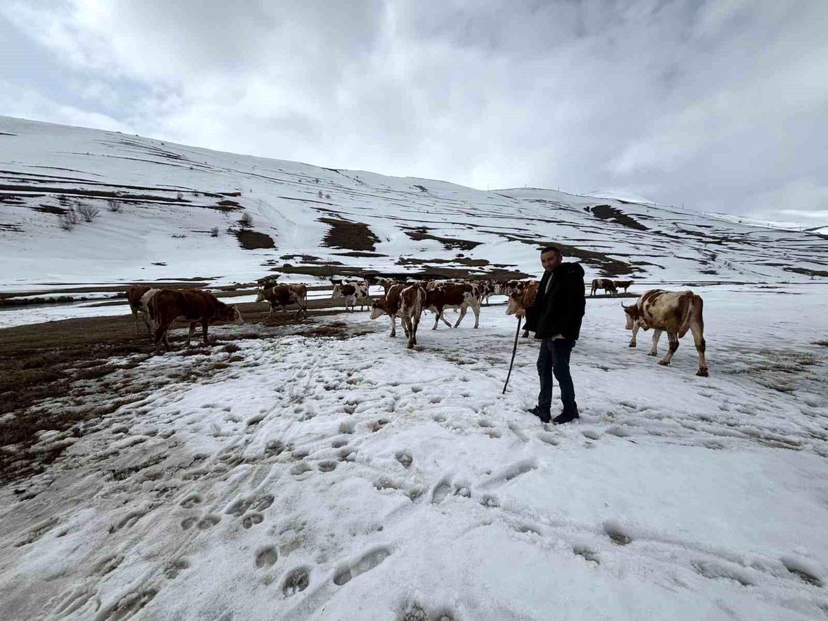 Ardahan'da kış mevsiminin uzaması hayvancılığı vurdu