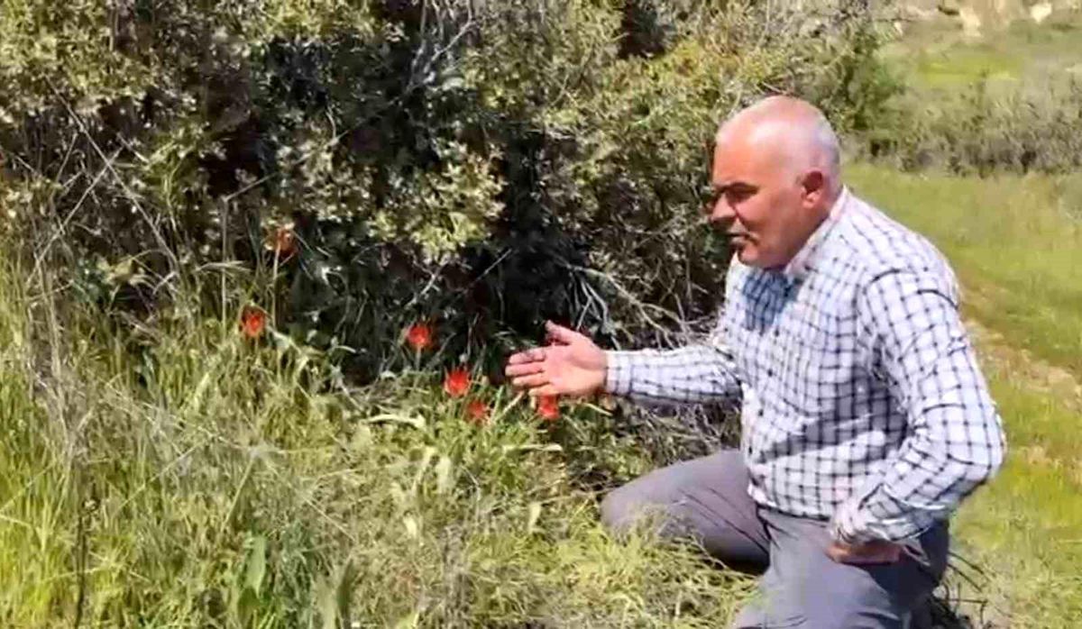 Denizli'de anemon lalesi yetişti