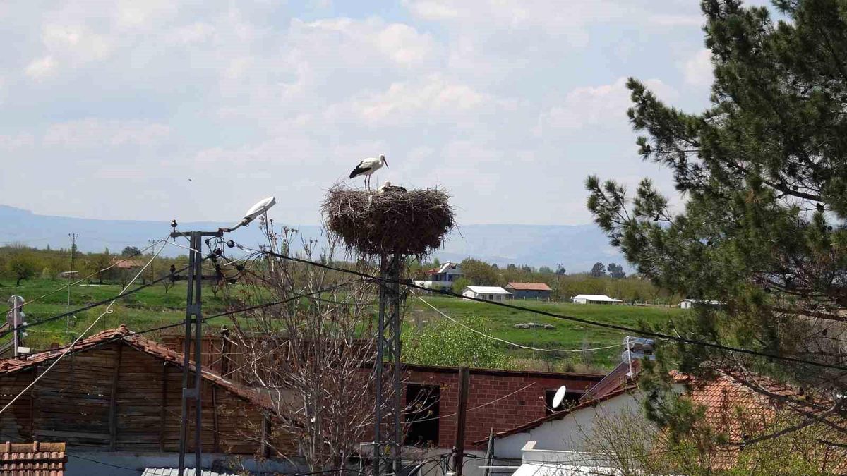 Malatya'da baharın müjdecisi leylekler yuvalarına dönüyor
