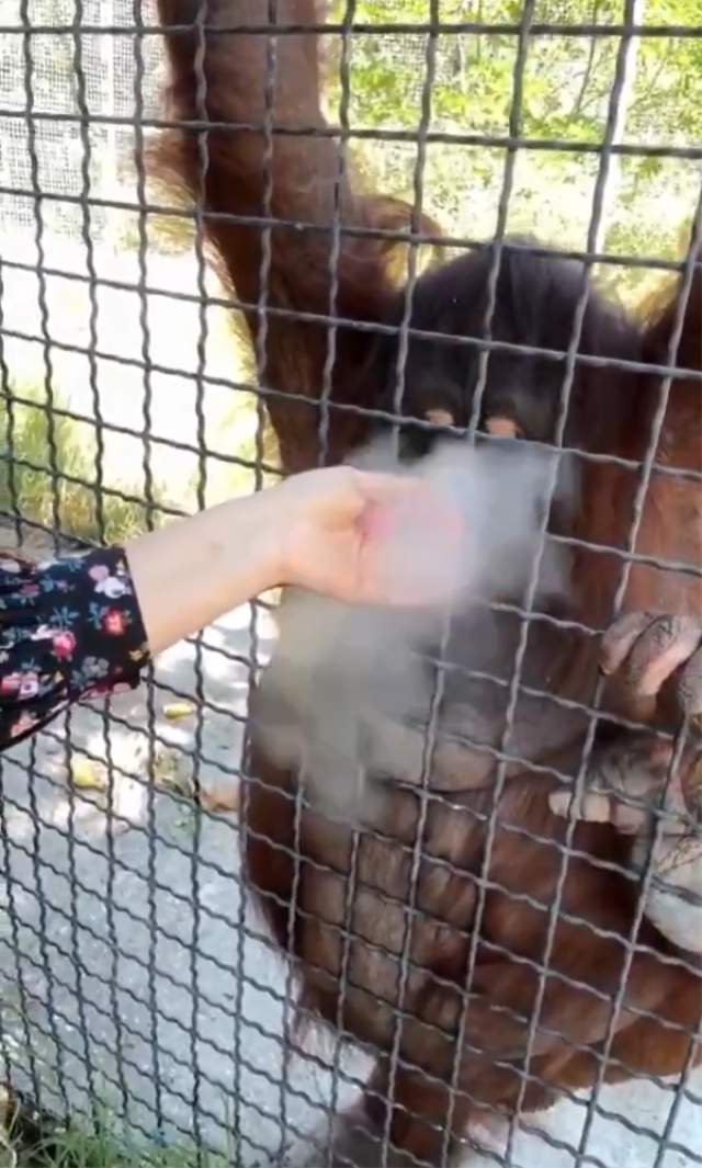 nesli tukenmekte olan oranguta 19785792 4283 3 m