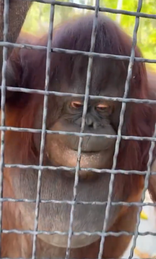 nesli tukenmekte olan oranguta 19785792 7469 1 m