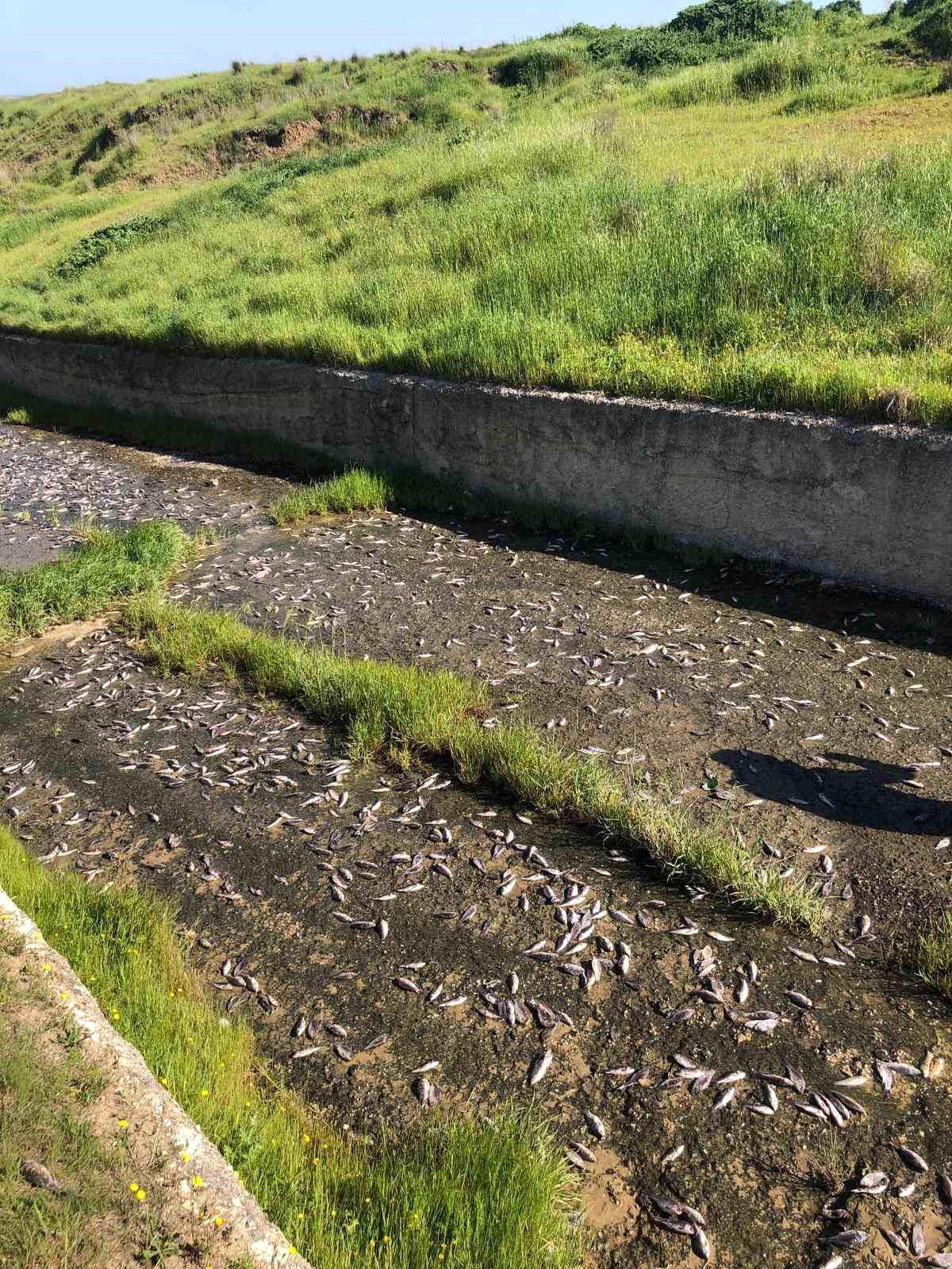Tekirdağ'da gölde toplu balık ölümleri yaşandı
