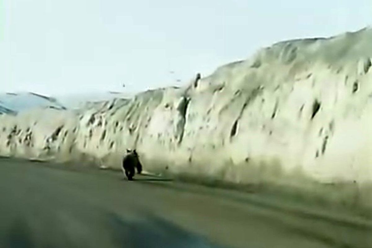 Van'da kara yoluna inen ayı kameraya yansıdı