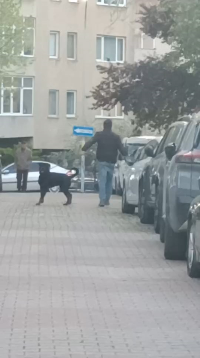 agizliksiz gezdirilen rottweil 19786962 5048 3 m