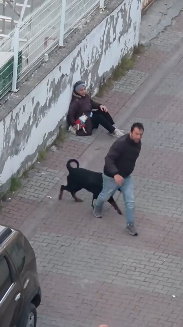 agizliksiz gezdirilen rottweil 19786962 9168 2 m