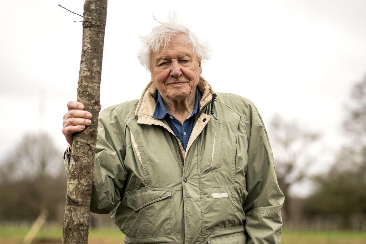 David Attenborough: Doğaya bakışımızı değiştiren belgeselci 100. yaşında