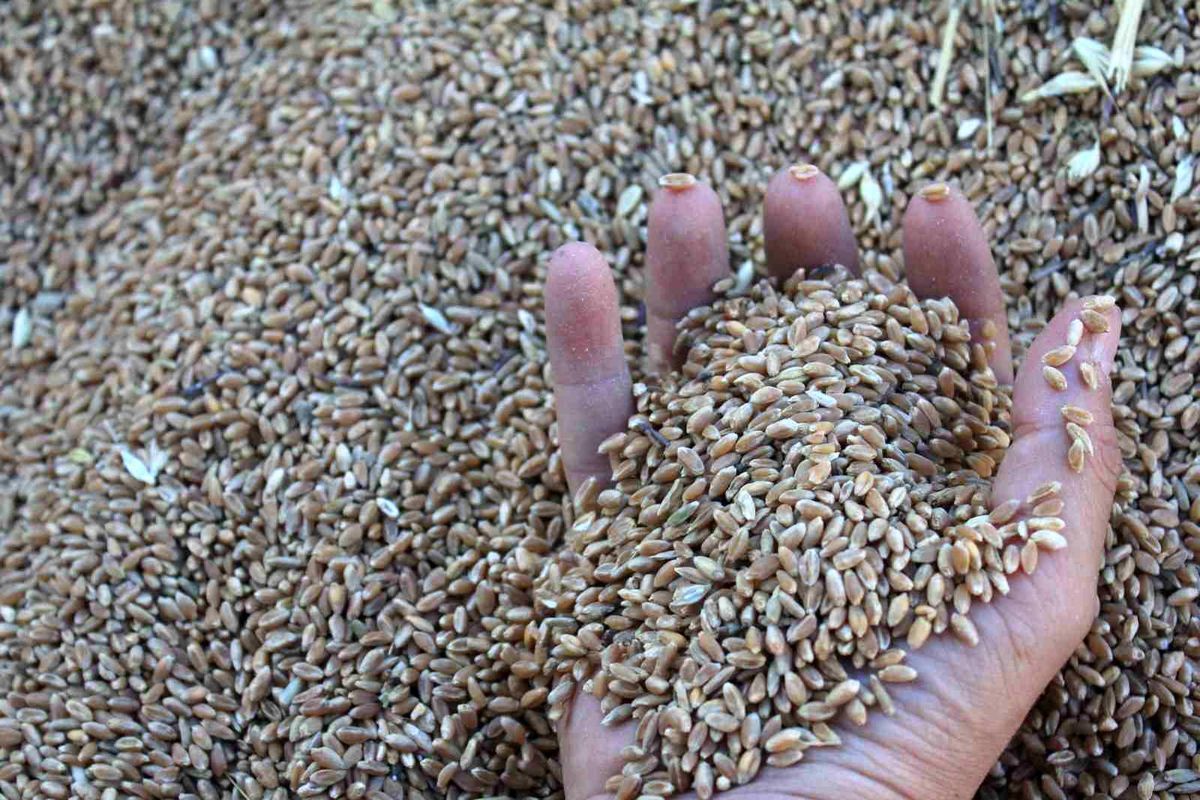 Dünya hububat üretiminde bir ilk gerçekleşecek
