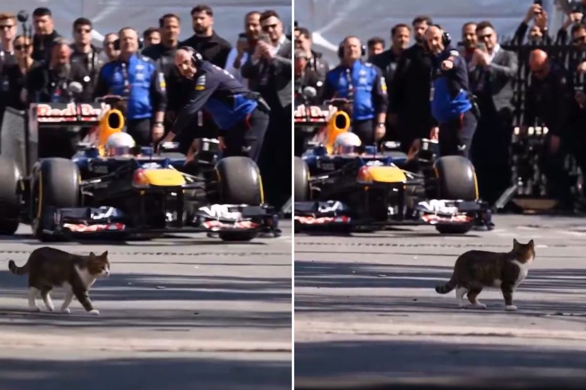 İstanbul'da Formula 1 aracını selamlayan kedi dünyada viral oldu