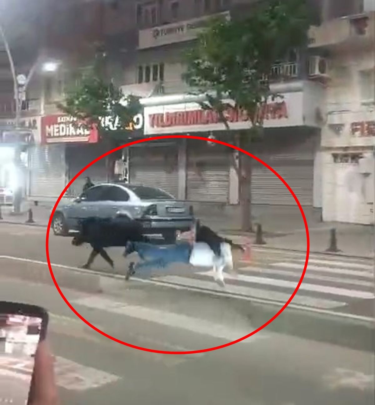 Batman'da kent merkezine inen yaban domuzu 3 kişiyi yaraladı