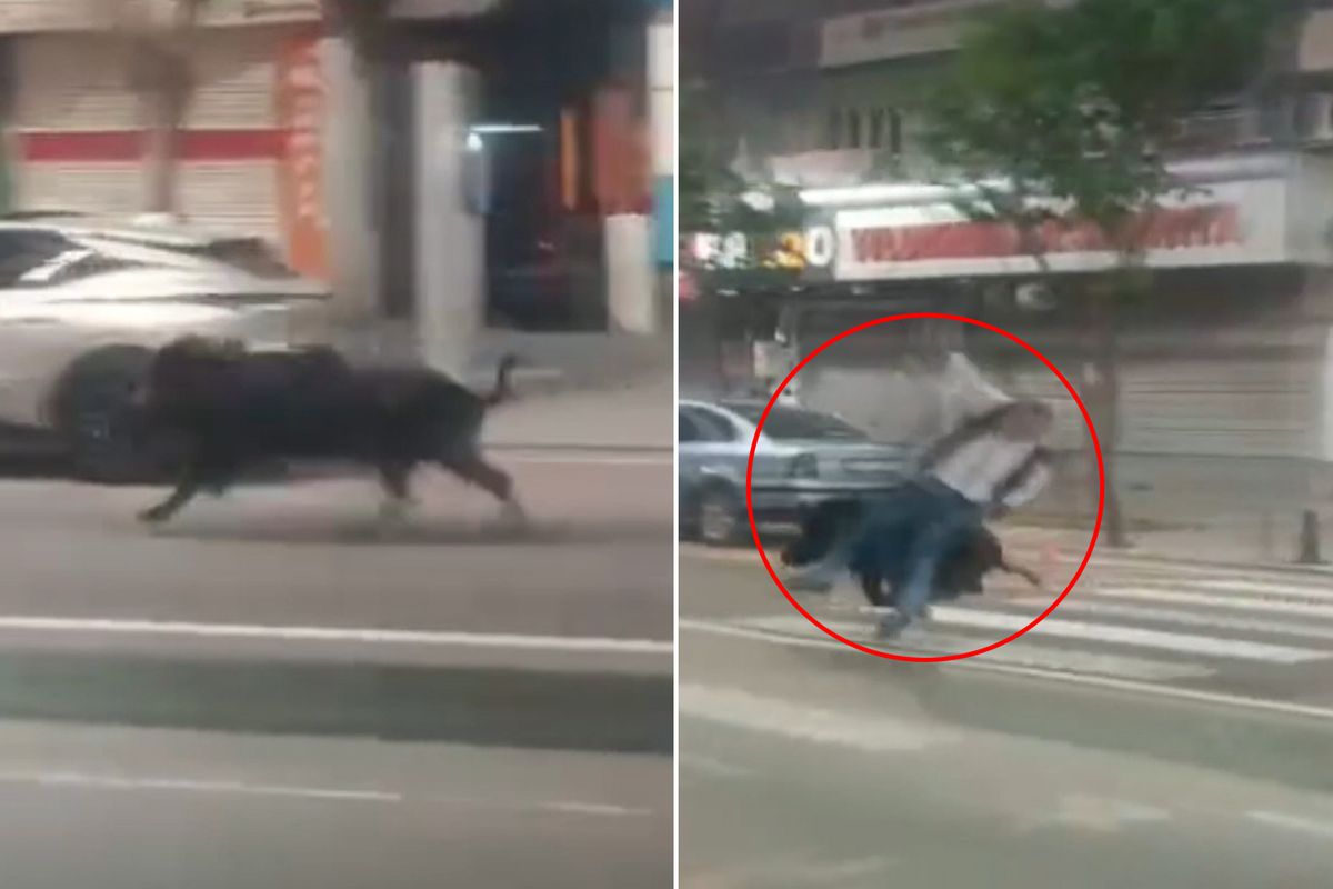 Batman'da kent merkezine inen yaban domuzu 3 kişiyi yaraladı