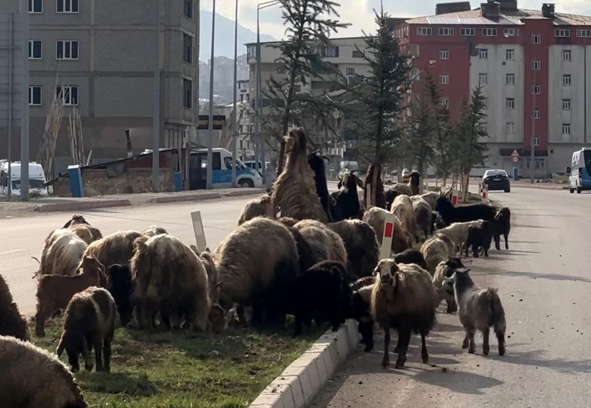 Koyunlar refüjde otladı, sürücüler bekledi