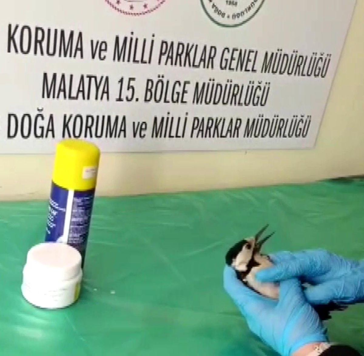 Sivas'ta bitkin halde bulunan ağaçkakan, tedavi edilip doğaya salındı