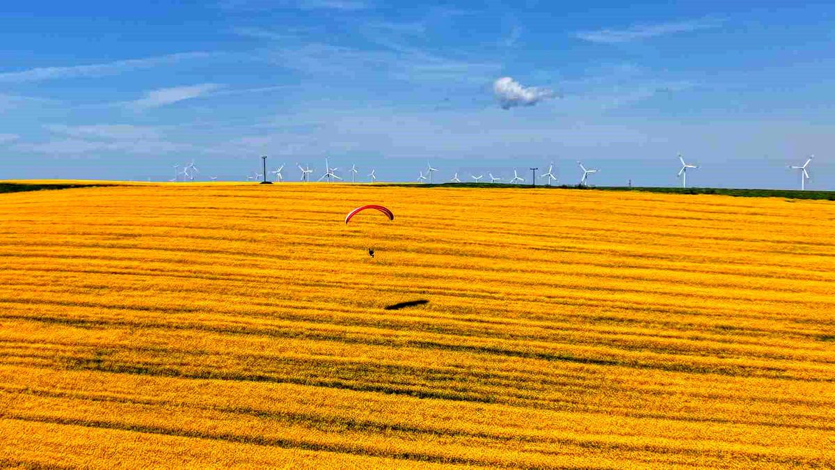 Tekirdağ'da sarı şölen: Paramotorlar sarı tarlaları gezdi