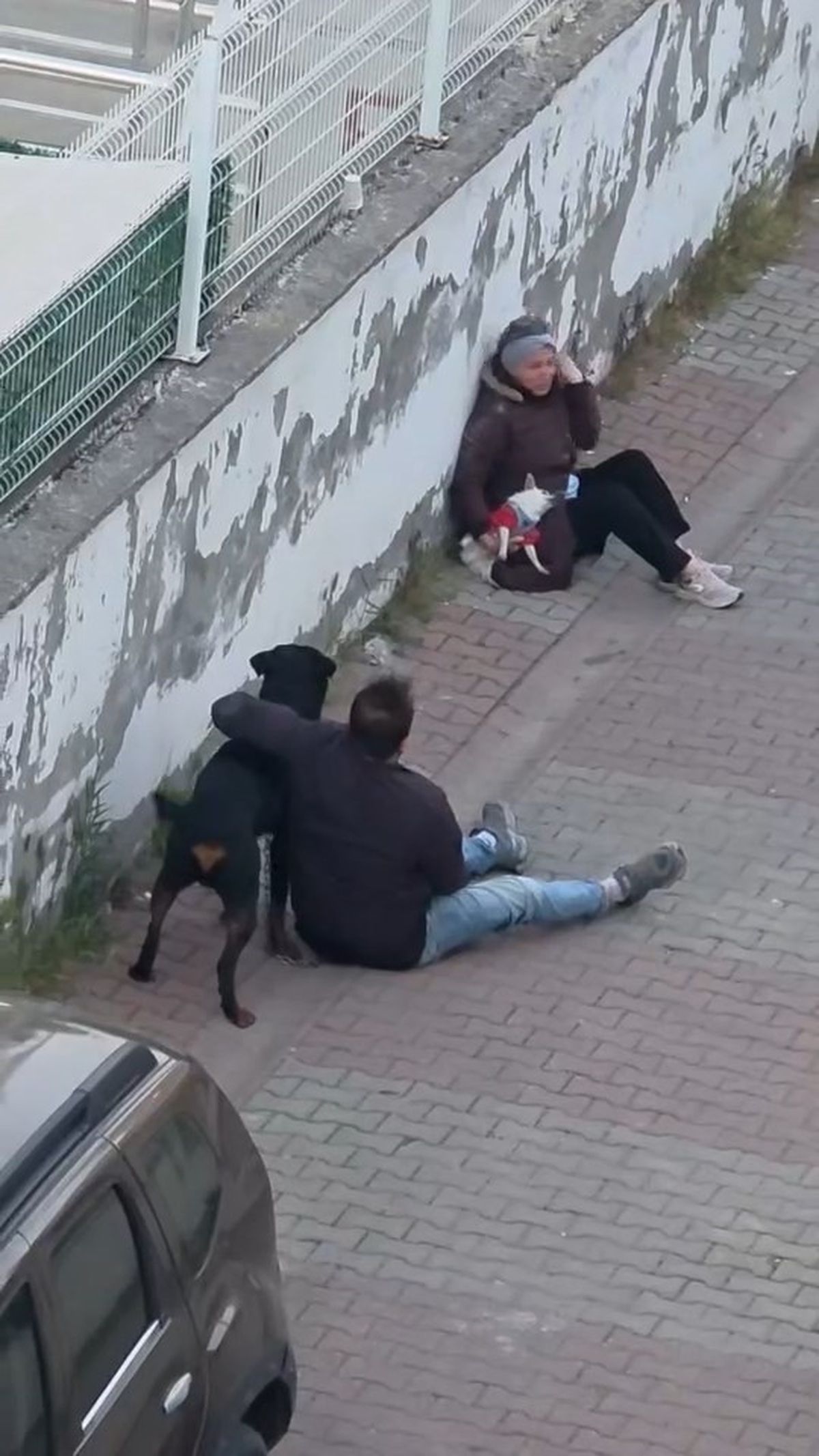 Ümraniye'de Rottweiler Köpeğin Saldırısına Uğrayan Küçük Irk Köpek Ameliyata Alındı