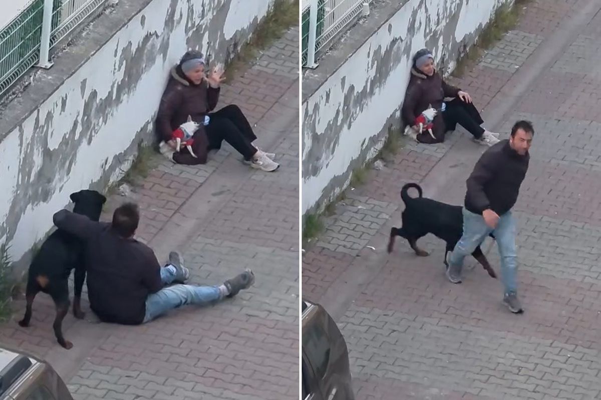 Rottweiler, küçük köpeğe saldırdı! Kadının çığlıkları mahalleyi inletti