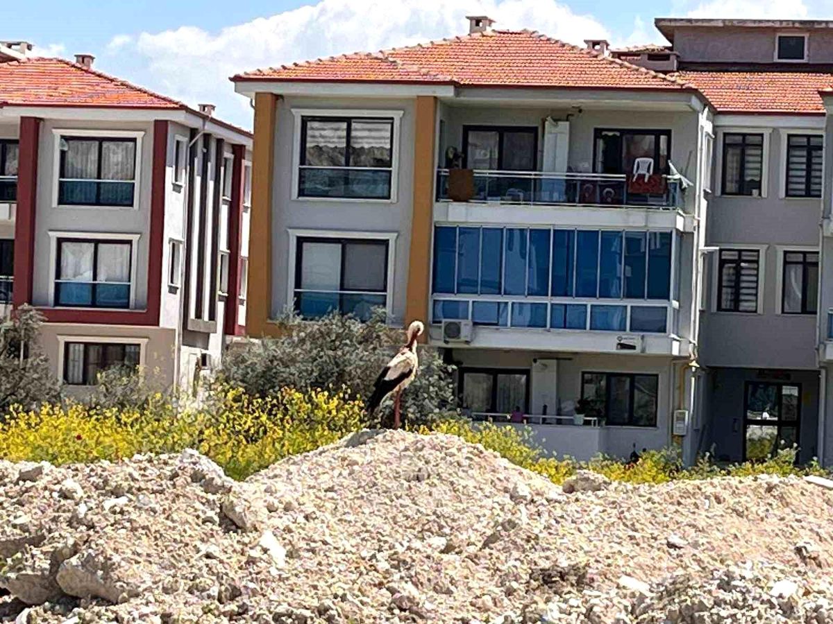 Yatağan'ı leylekler mesken tuttu