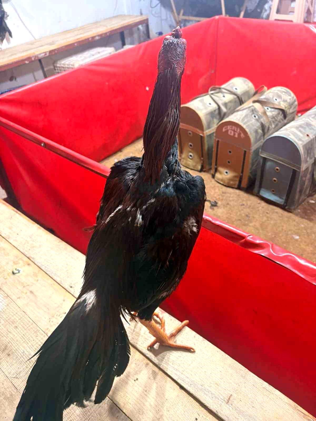Alanya'da horoz dövüşüne jandarma baskını: 11 kişiye 143 bin TL ceza
