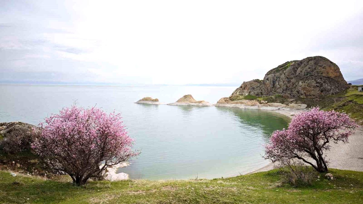 Badem çiçekleri Van Gölü kıyılarını renklendirdi
