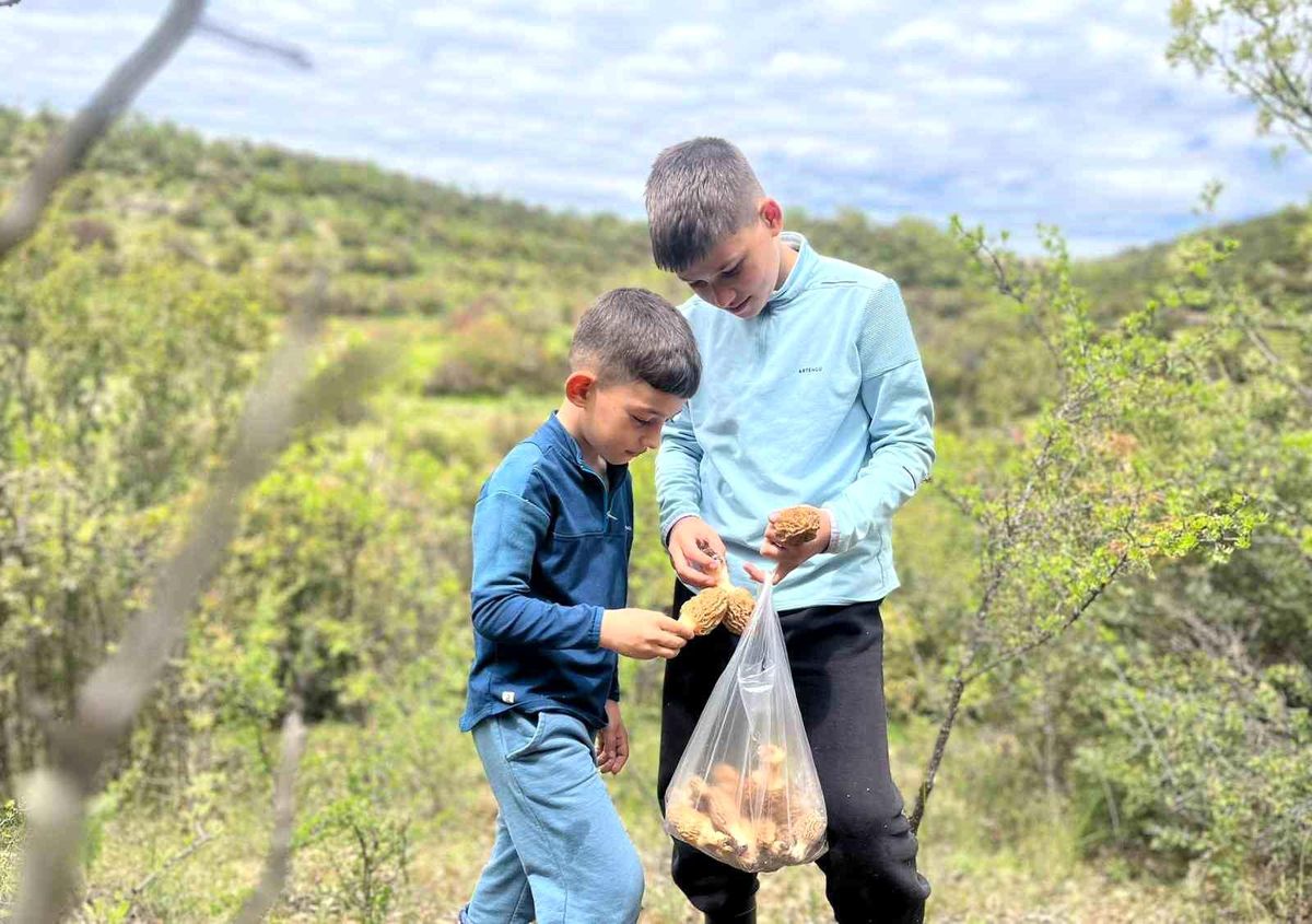Demirci dağlarında 2 bin liralık kuzu göbeği mesaisi