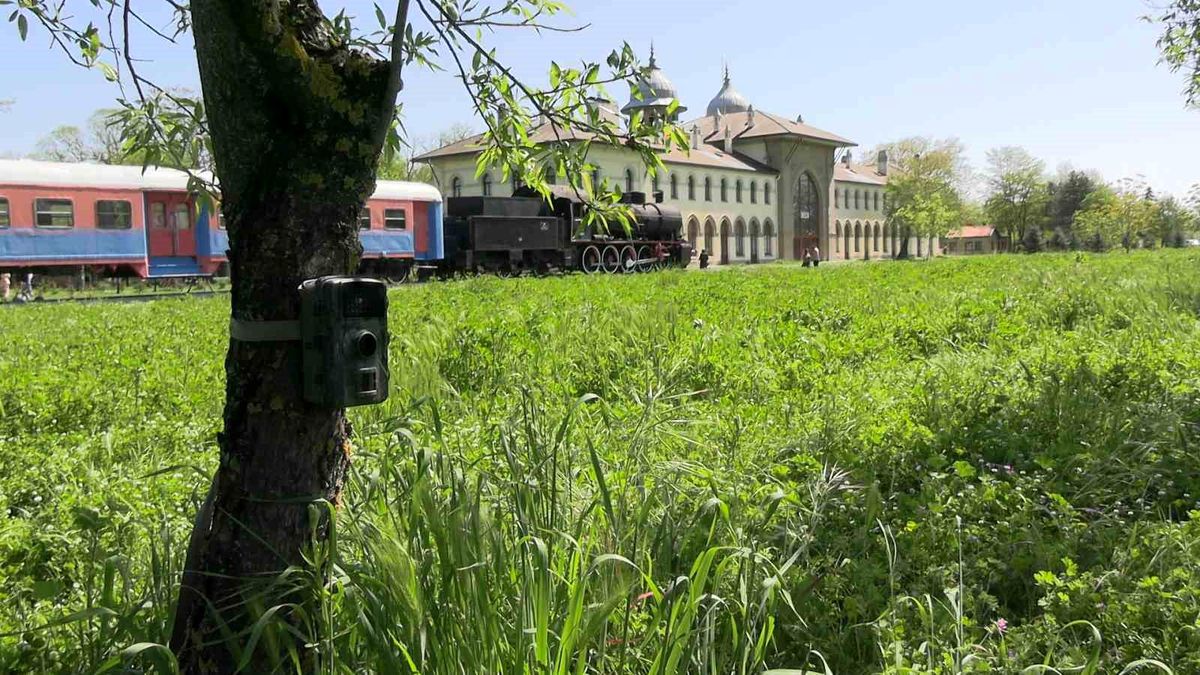 Edirne'de fotokapanlar yaban hayatını görüntülüyor