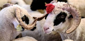 Kurban Bayramına kaç gün kaldı? Kurban Bayramı ayın kaçında?