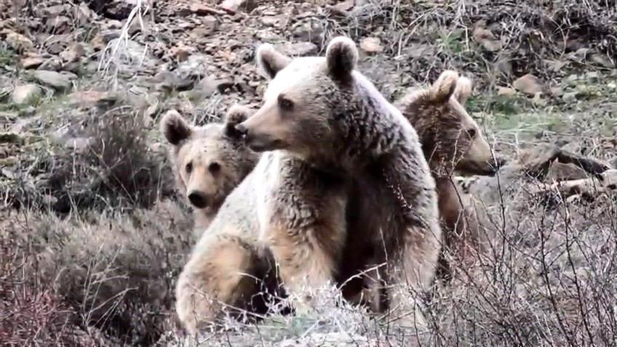 Tunceli'de anne ayı ve yavruları görüntülendi