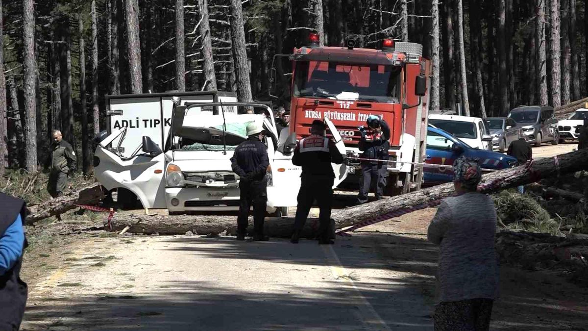 Bursa Uludağ'da kesilen çam ağacı kamyonetin üzerine devrildi: 1 ölü, 2 yaralı