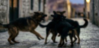 Van'da sahipsiz köpeklerin saldırısı sonucu bir çocuk hayatını kaybetti, bir çocuk yaralandı