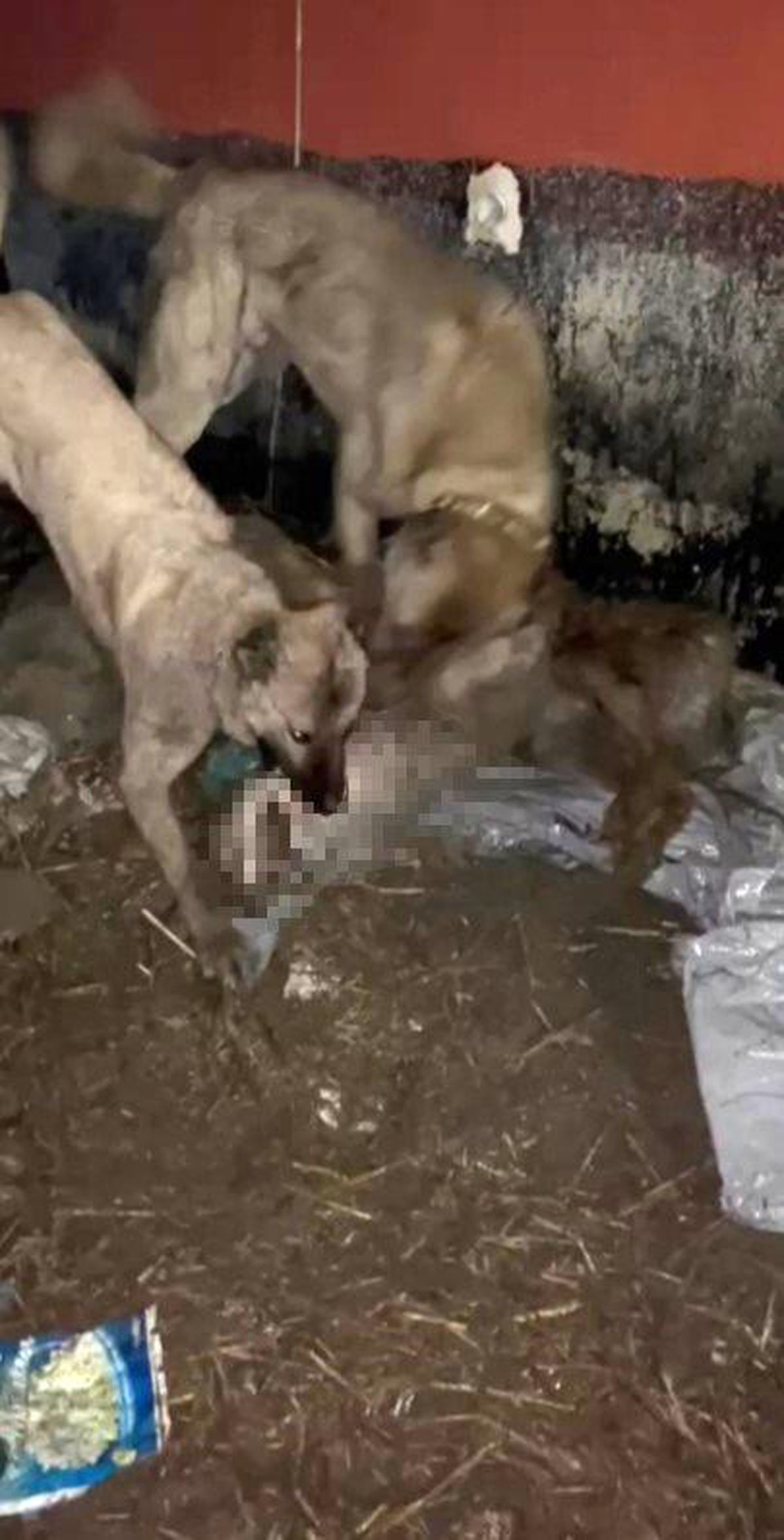 Ahıra girmeye çalışan kurdu kangallar telef etti