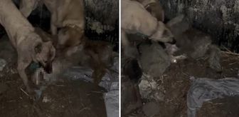 Ahıra girmeye çalışan kurt, kangallara yakalanınca bedelini ağır ödedi