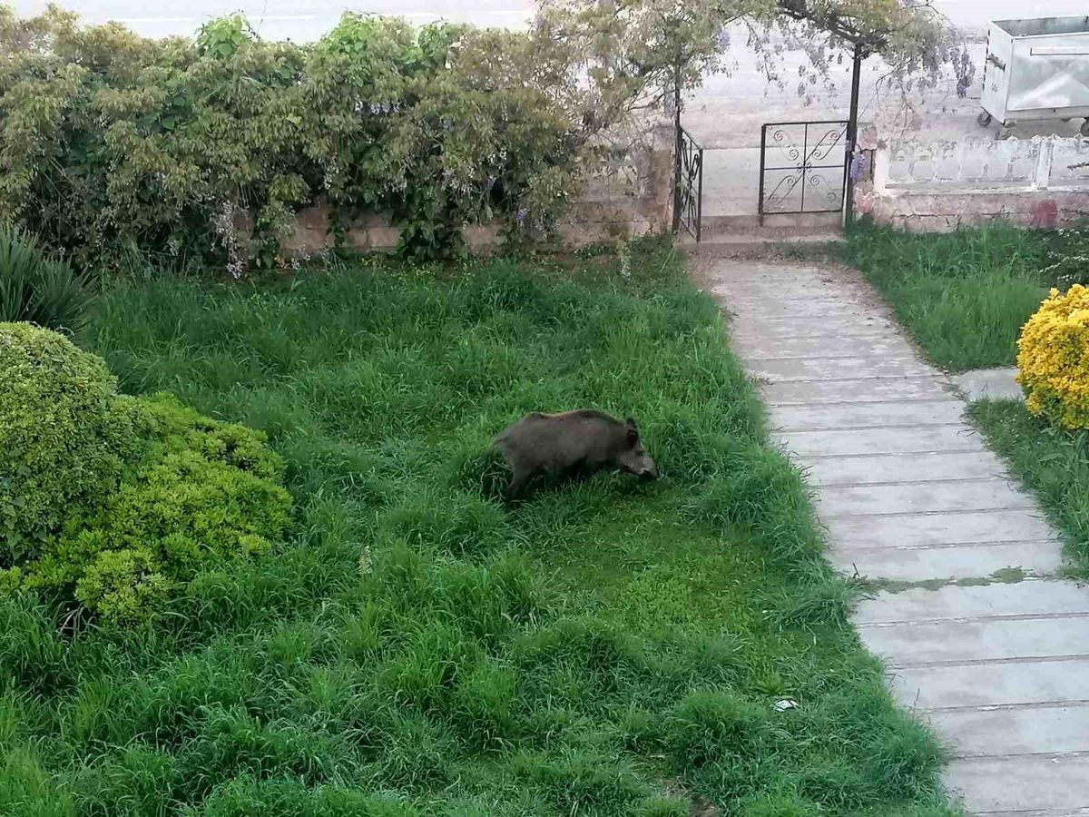 Ayvalık'ta Çamlık'ı yaban domuzları bastı