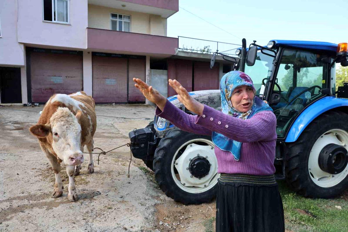 Kozan'daki selde hayvanları telef olan kadın: "Bir anda sel geldi, ahırın üstünü aştı"