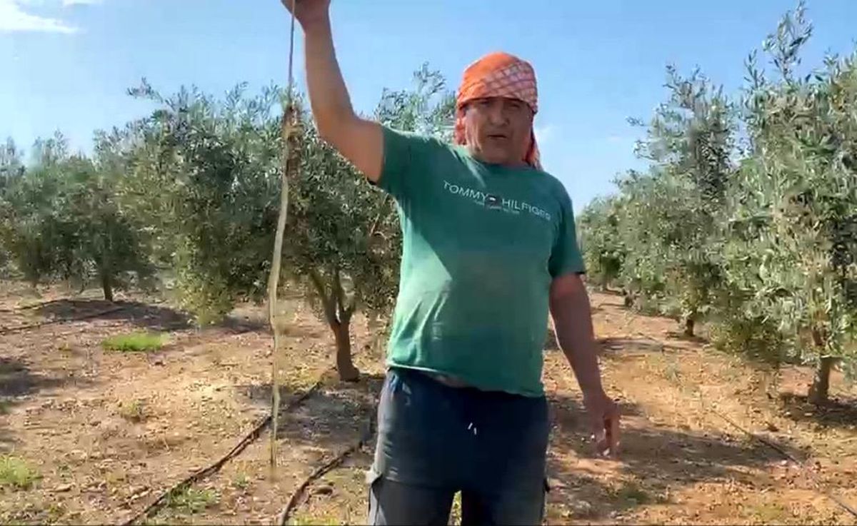 Serada karpuz toplarken yılanla burun buruna geldi