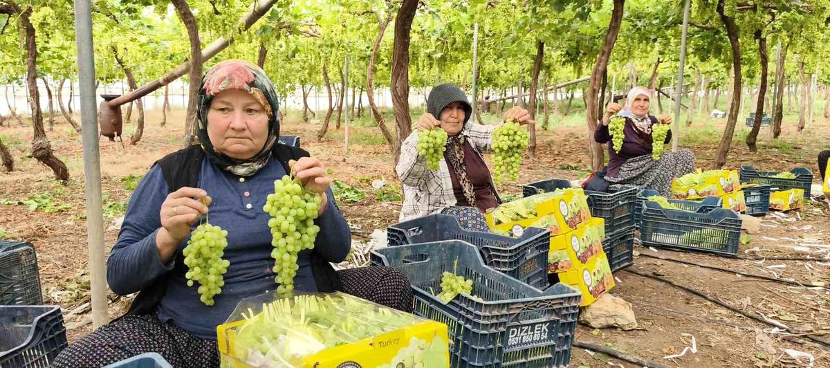 Silifke'de sezonun ilk üzümü hasat edildi, kilosu 600 TL'den ihraç edildi