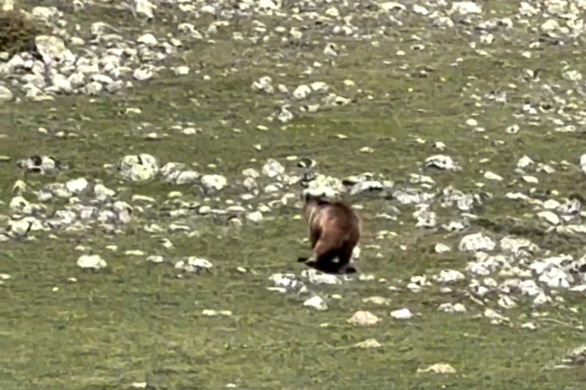 Yürümekte güçlük çeken bozayı ormana böyle ulaşmaya çalıştı