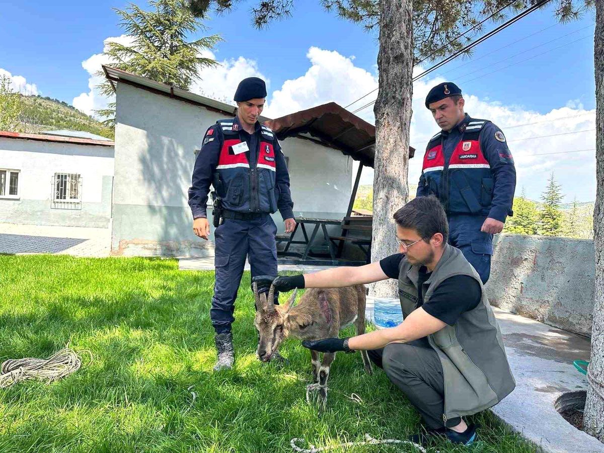 Ağın'da yaralı dağ keçisi koruma altına alındı