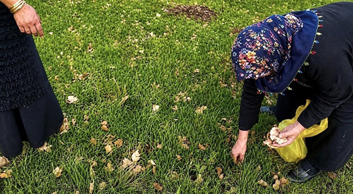 Ağrı'da kadınlar bahar otlarını topluyor