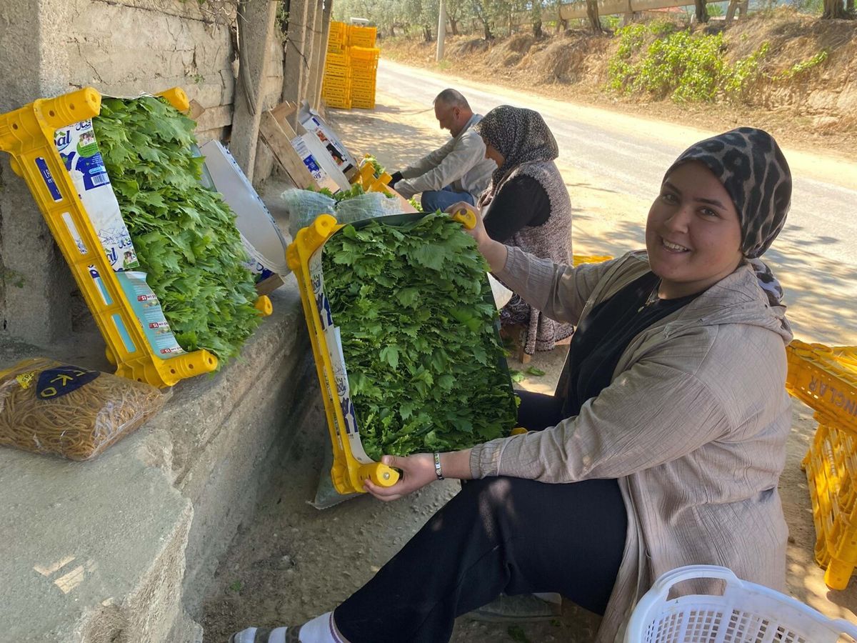 Alaşehir'de asma yaprağı üreticiye can suyu oldu