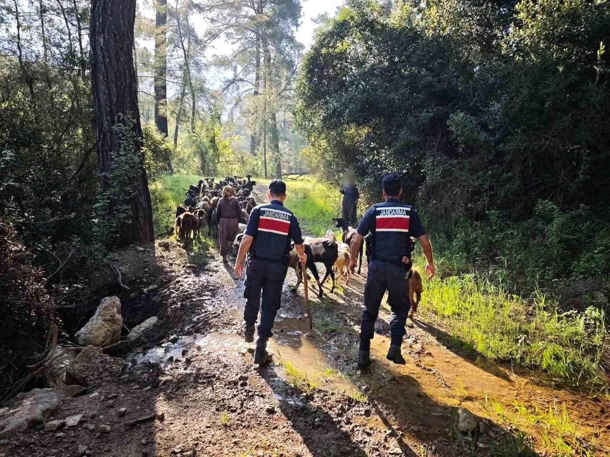 Antalya'da sürüden ayrılıp kaybolan 41 keçi jandarma tarafından bulundu
