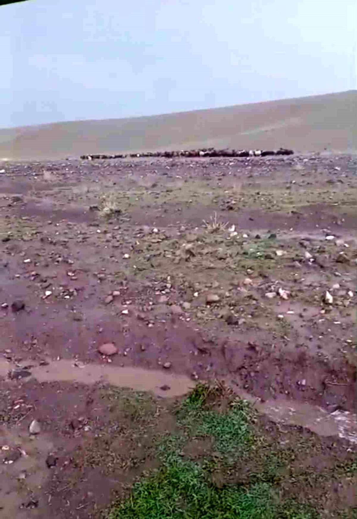 Iğdır'da sağanak ve dolu sonrası sel: Hayvanlar son anda kurtarıldı