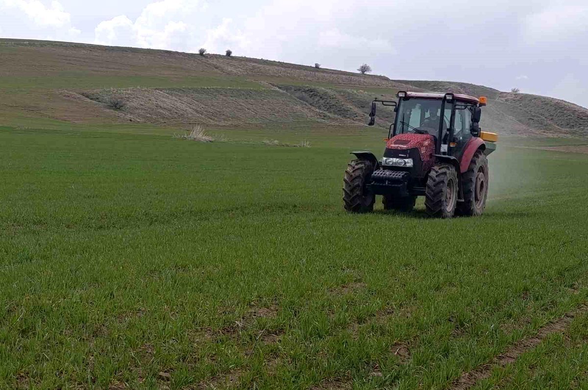 Ahlat'ta buğday tarlalarında gübre mesaisi
