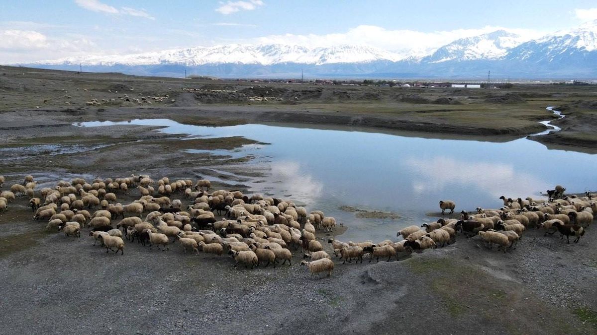 Erzincan'da sürüler meraya indi, üreticiler günlük 5-6 bin lira tasarruf sağlıyor