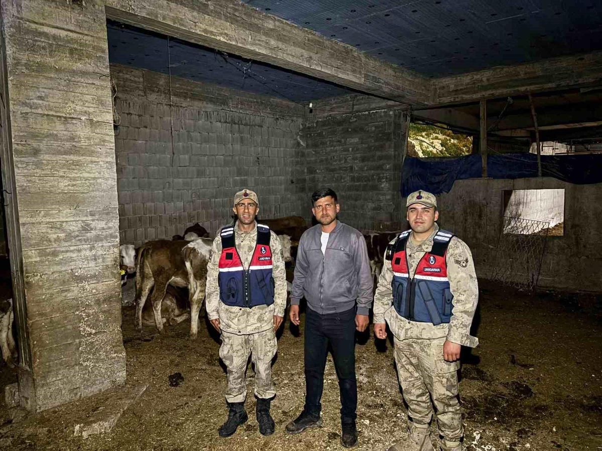 Kilis'te kaybolan 13 büyükbaş hayvan jandarma tarafından bulundu