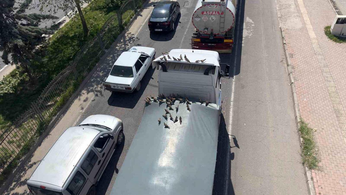 Kırmızı ışıkla birlikte kumruların ziyafeti başlıyor