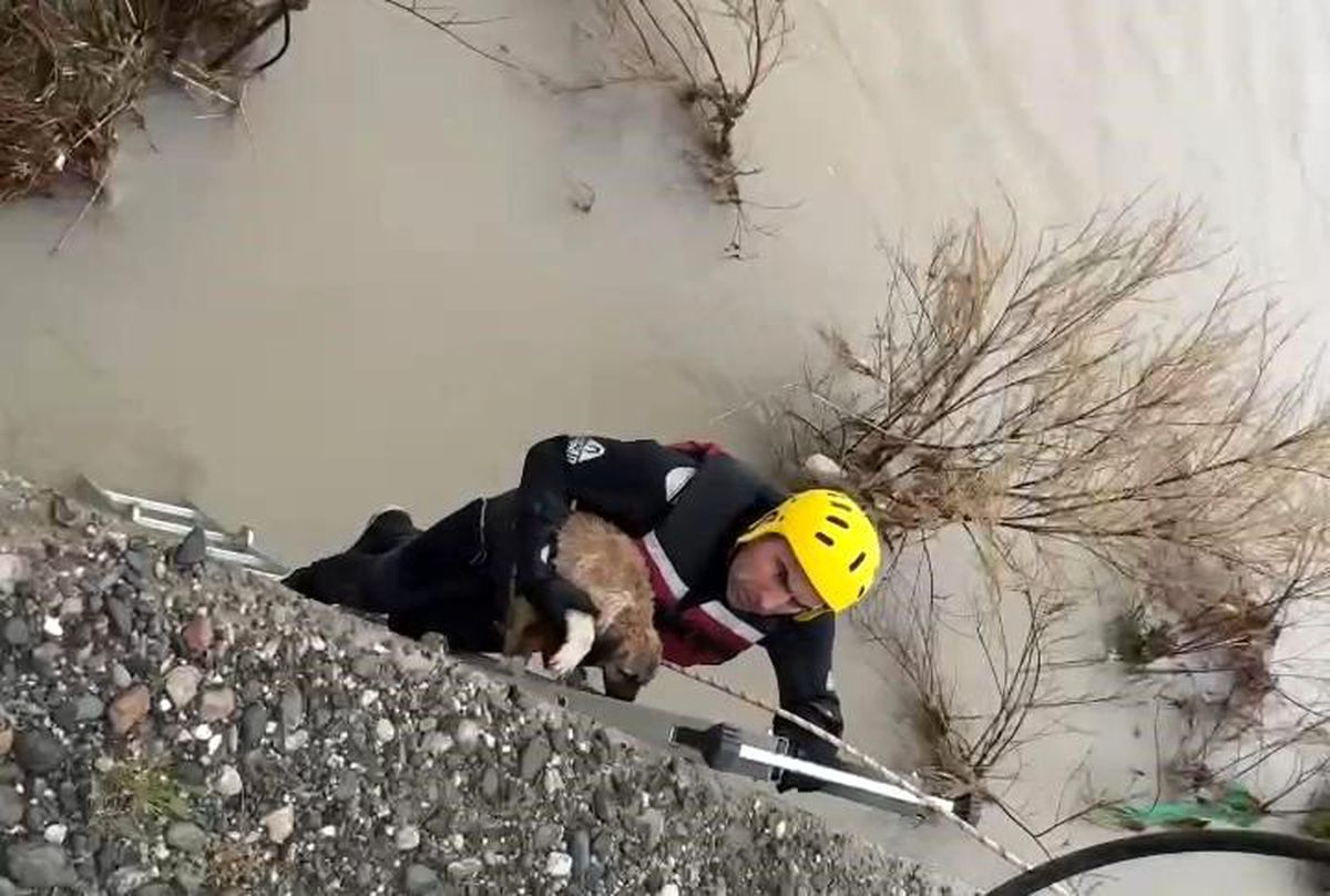 Batman Çayı'nda adacıkta mahsur kalan köpek kurtarıldı