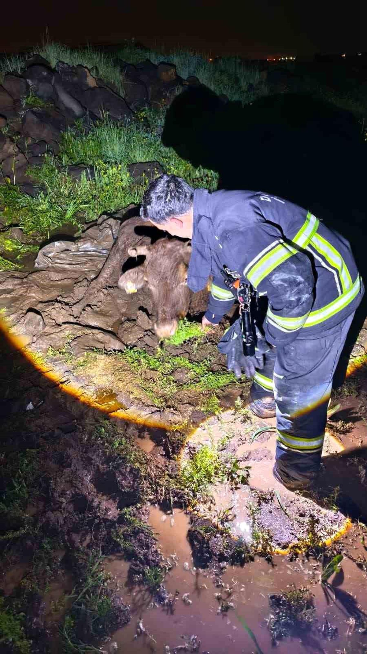 Çamura saplanan inek, itfaiye ekiplerince kurtarıldı