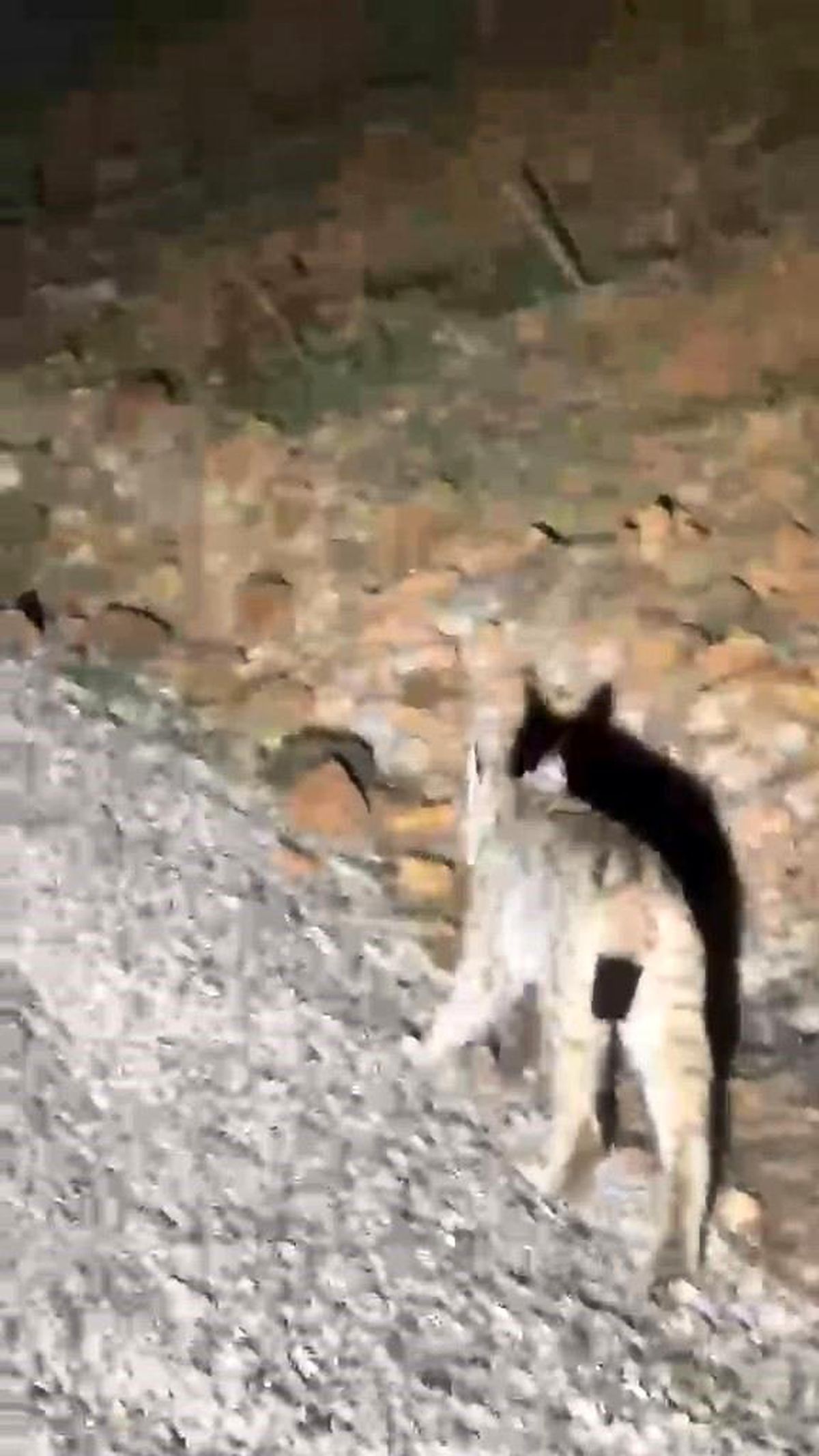 Koruma altında bulunan 'vaşak' Tunceli'de görüntülendi