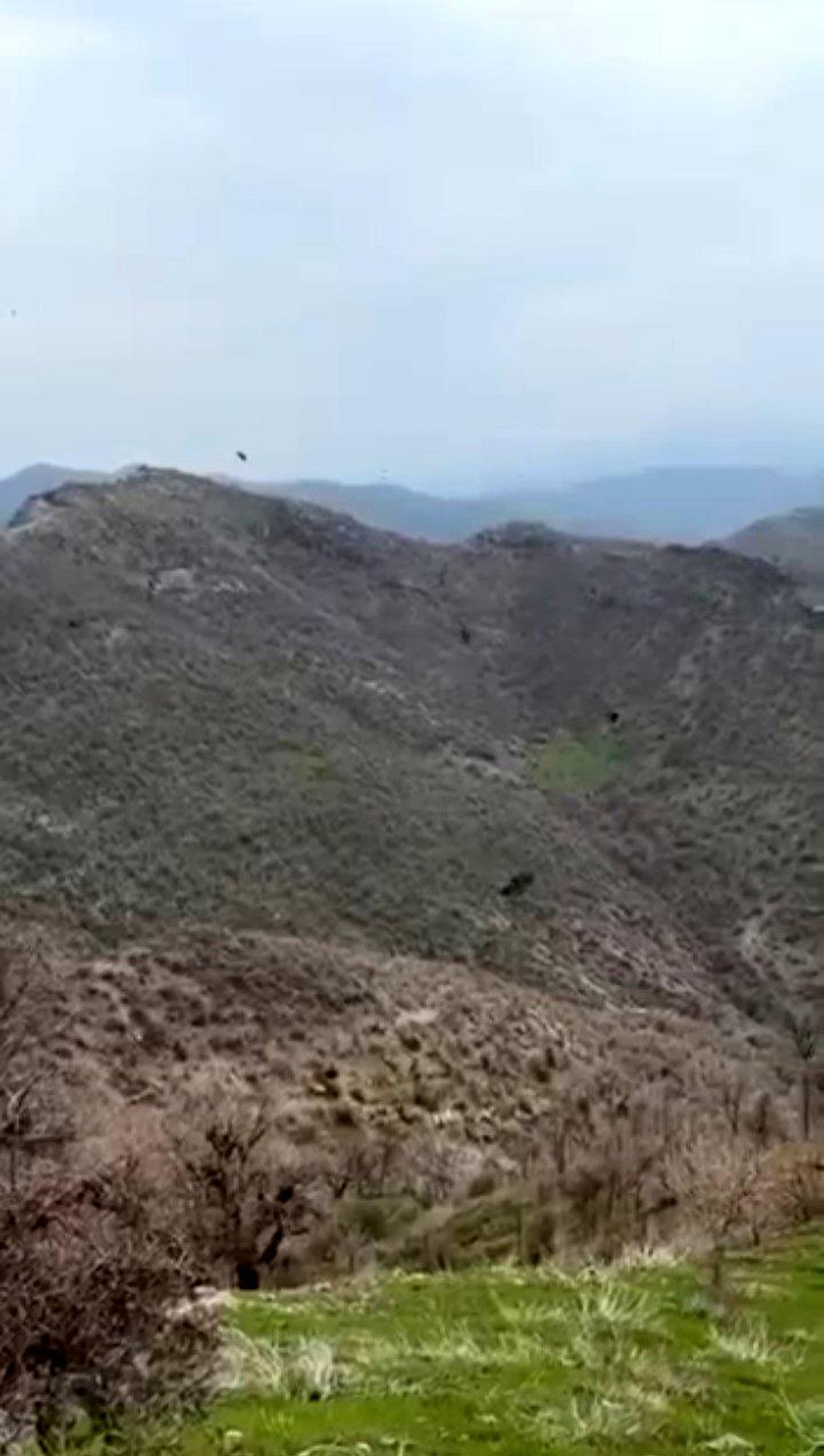 Şırnak'ta kartalın domuz avı kamerada